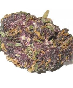Granddaddy Purple indica flower buds with deep purple coloring and dense white crystal resin trichomes