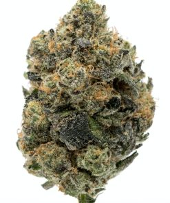 Girl Scout Cookies GSC cannabis flower buds showing green and purple coloring with fiery orange hairs