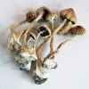 Natural Cubensis Mushroom Spores Microscope Slide – Buy for Research & Identification