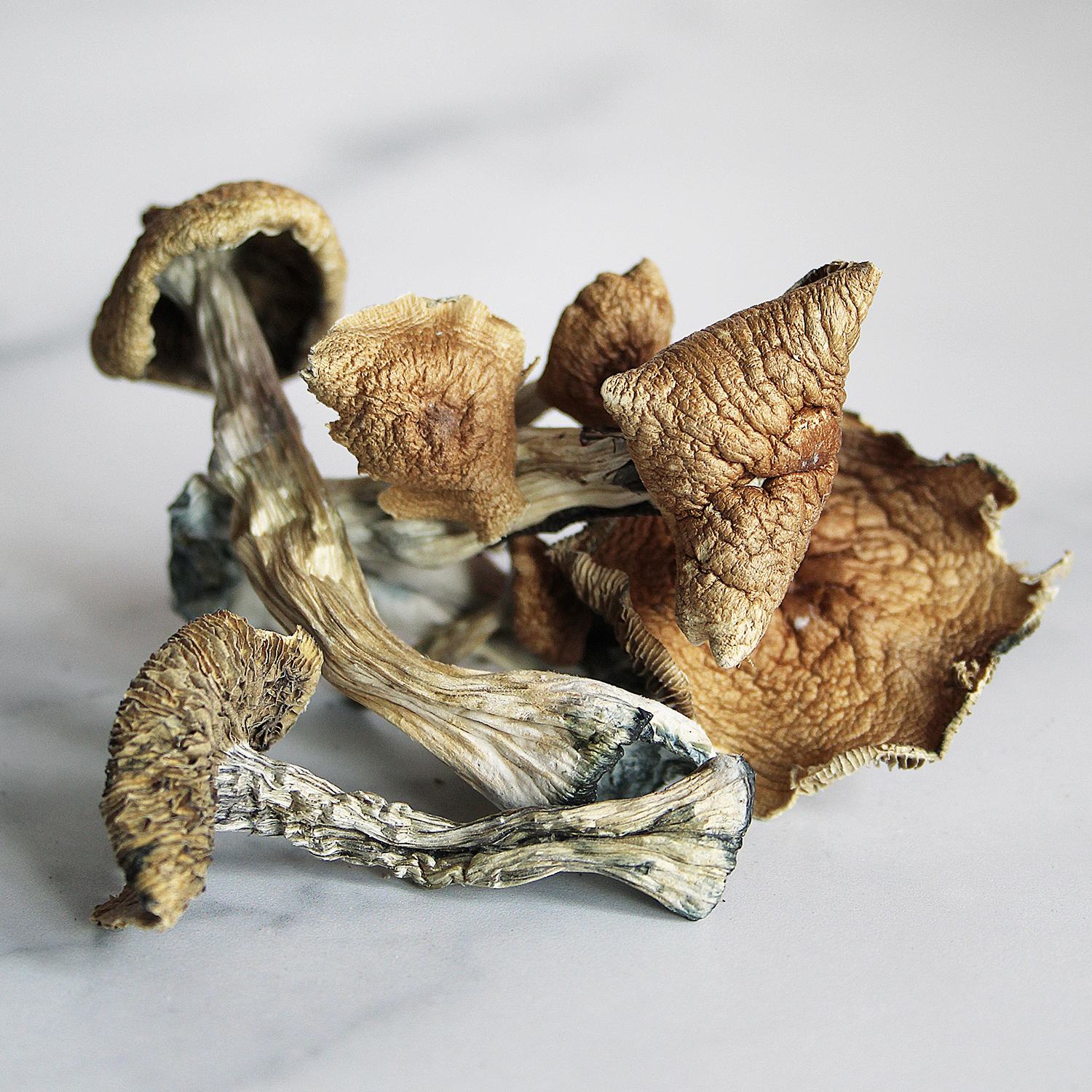 IMG_8613.jpg Buy Cubensis Mushrooms - Fresh Psilocybe Cubensis Spores