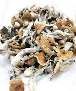 Cubensis mushrooms in natural habitat for cultivation