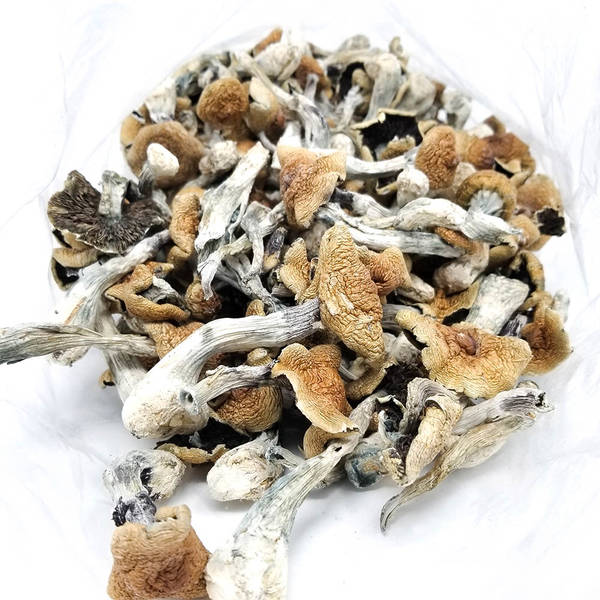 IMG_8614-2.jpg Cubensis mushrooms in natural habitat for cultivation