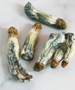 Detail view of Penis Envy mushroom strain highlighting its characteristic thick shaft and rounded cap
