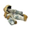 Penis Envy Psilocybe Cubensis mushrooms with thick stems and bulbous caps on display