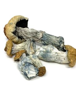 Penis Envy Psilocybe Cubensis mushrooms with thick stems and bulbous caps on display