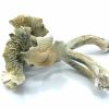 Albino A+ Psilocybe Cubensis mushrooms with distinctive ghostly white caps and stems close-up