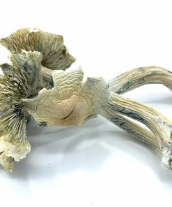 Albino A+ Psilocybe Cubensis mushrooms with distinctive ghostly white caps and stems close-up