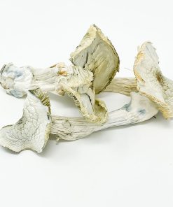 Albino A+ mushrooms shown in bulk quantity highlighting white caps and stems