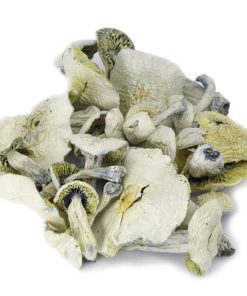 Albino A+ cubensis strain displaying pale white coloring and unique mushroom structure