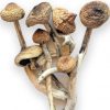 Dried Psilocybe azurescens mushrooms with caramel-brown caps and slender stems on a flat surface