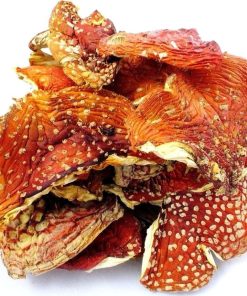 Dried Amanita Muscaria fly agaric mushroom showing red cap with white spots
