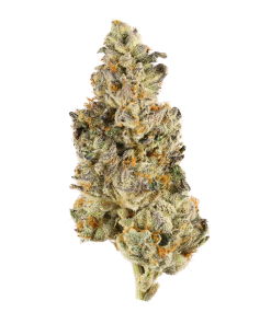 33 Splitter indica dominant hybrid cannabis flower buds, Gelato x Atom Splitter cross bred by Uprising Seed Co