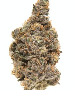 Close-up of frosty Blueberry indica strain buds with deep green and purple trichome-covered coloring