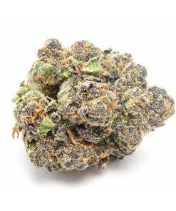 Blue Cookies cannabis flower with dense green and purple nugs covered in thick frosty white trichomes