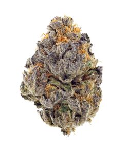 Close-up of Blue Cookies indica hybrid buds showing deep purple hues and heavy white trichome crystal coverage