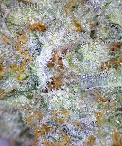 Blue Lime Pie indica hybrid cannabis buds with dark forest green nugs, bright orange pistils, and a thick frosty coating of amber crystal trichomes