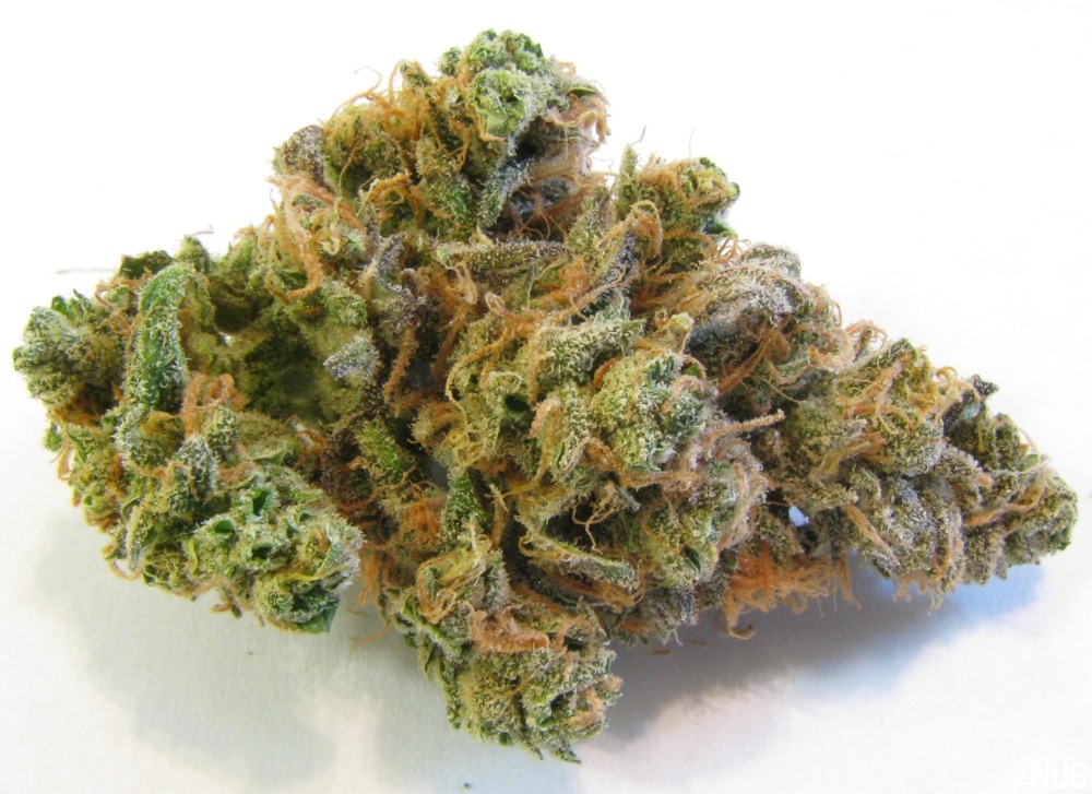 IMG_8920.jpg Blue Dream sativa-dominant hybrid cannabis flower buds with frosty trichomes, vibrant green coloring, and orange pistils
