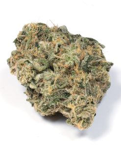 Durban Haze pure sativa flower buds with chunky round structure and thick trichome coating, bred from South African Durban Poison genetics
