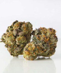 Gelato 33 hybrid cannabis buds with dark green and purple coloring, fiery orange pistils, bred from Sunset Sherbet and Thin Mint GSC