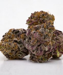 Close-up of GDP Granddaddy Purple cannabis flower showing compact bud structure and rich purple hues