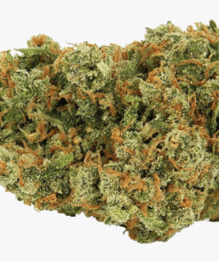 Jack Herer sativa-dominant cannabis flower buds with dense green nugs and earthy pine aroma