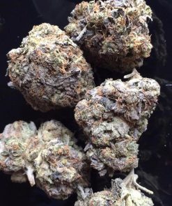 Close-up of Purple Punch cannabis buds showing frosty resin and rich purple and green hues