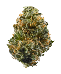 Ringo's Gift high-CBD cannabis flower buds showing dense trichome coverage, a Harle-Tsu and ACDC cross with up to 24:1 CBD to THC ratio