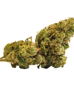 Super Lemon Haze SLH sativa hybrid cannabis buds densely coated in kief with multi-colored trichomes, bred from Lemon Skunk and Super Silver Haze genetics