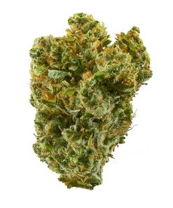 Super Silver Haze sativa cannabis flower buds with dense trichome coverage, bred by Green House Seeds, 3x High Times Cannabis Cup winner