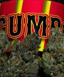 Close-up of dense, trichome-rich Gumbo cannabis buds with dark green leaves