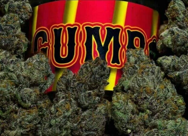 Gumbo Cannabis Strain – Bud Structure Close-up of dense, trichome-rich Gumbo cannabis buds with dark green leaves