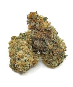 Black Cherry Punch indica hybrid cannabis buds with frosty white trichomes, orange hairs, and minty green grape-shaped nugs