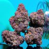 Purple Kush indica buds showing neon green nugs with purple undertones and orange hairs