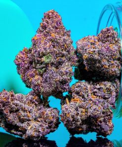 Purple Kush indica buds showing neon green nugs with purple undertones and orange hairs