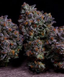 Close-up of Purple Kush cannabis flower with white trichomes and rich purple coloring