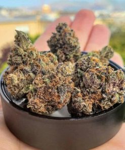 Close-up of Blackberry Kush cannabis flower with red hairs and frosty trichomes