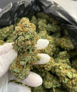Buy Jack Herer strain online – premium cannabis seeds for sale