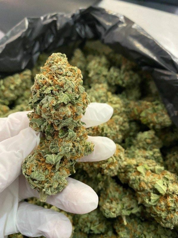 Jack Herer strain dense green buds with orange hairs and heavy trichome coverage on a clean background