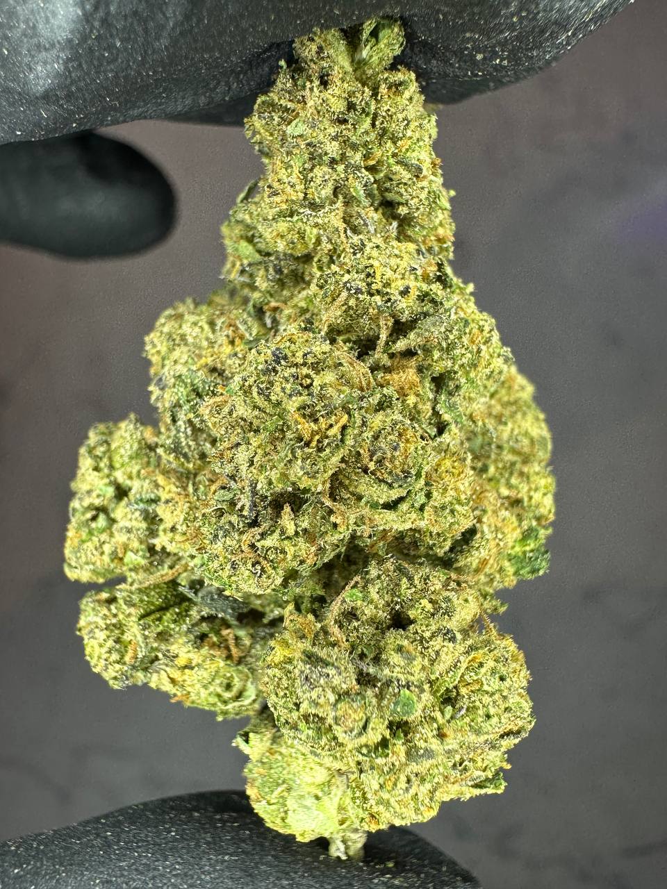 Green Crack Sativa Strain – Dense Trichome-Coated Buds Green Crack cannabis buds - potent sativa strain with vibrant green leaves, high THC content, and citrusy aroma.