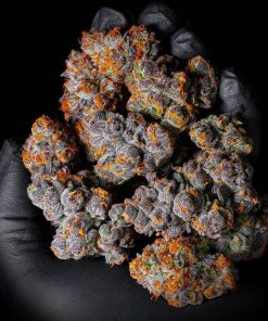 Purple Kush strain dense frosty buds with sticky resin and deep purple and green tones