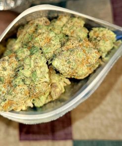 Premium Cinderella 99 cannabis strain in a glass jar, showcased with vibrant green buds.