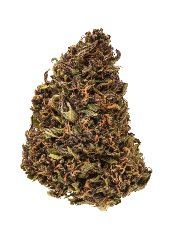 Captain Jack sativa cannabis flower showing dense Gulzar Afghanica buds with rich natural color, available at Florida Gas Packs