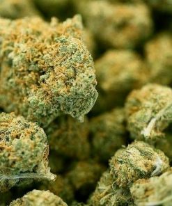 GDP cannabis flower displaying dense compact bud structure with purple and green coloring