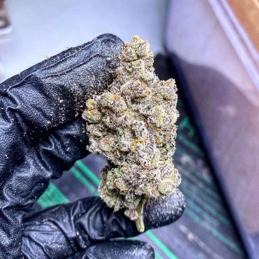 6D3F4578-7DE9-450C-B1C6-A0678CAD7043.jpeg Blackberry Kush indica buds showing dense trichome coverage and dark purple hues