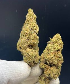 Fresh Cinderella 99 cannabis buds with purple hues and strong aroma - buy online now