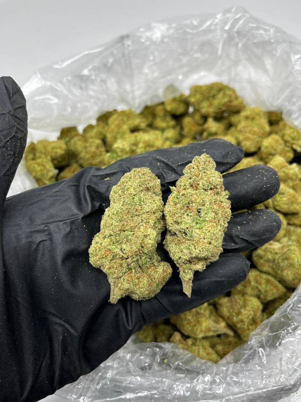 Green Crack Cannabis Flower – Rust Pistils and White Trichomes Green Crack cannabis strain close-up with vibrant green buds