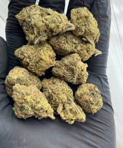 Buy Cinderella 99 Seeds – Premium Feminized Cannabis for Sale Online