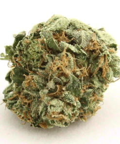 AK-47 cannabis strain buds showing dense trichome-covered yellowish-green nugs with red hairs