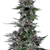 Black Diamond OG cannabis nugs on white background