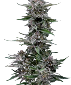 Black Diamond OG cannabis nugs on white background